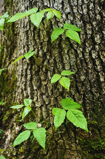 A tree trunk