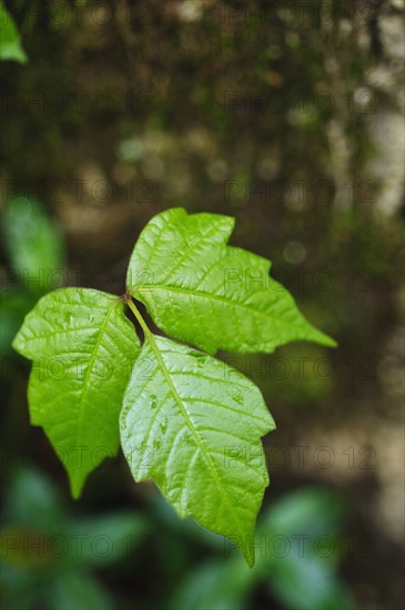 Leaves