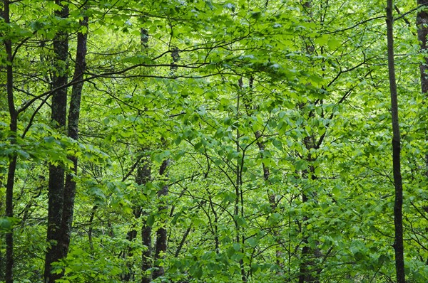 A forest of trees