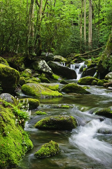 Flowing creek