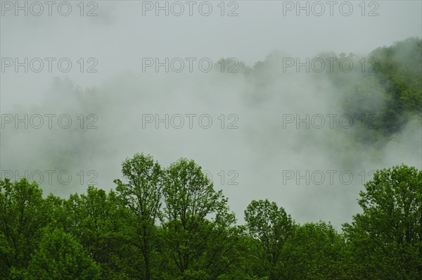 A forest of trees