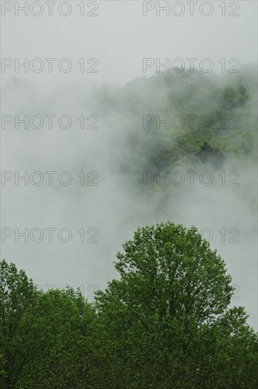 A forest of trees