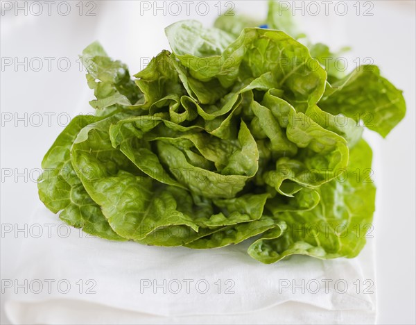 A head of lettuce.