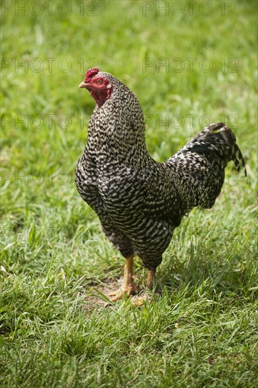 A rooster in a field.