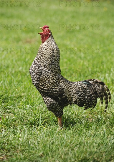 A rooster in a field.