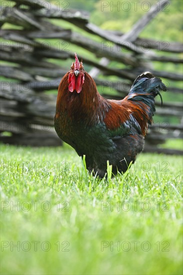 A rooster in a field near a fence.