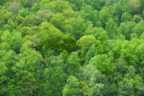 A forest of trees.