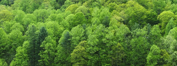 A forest of trees.