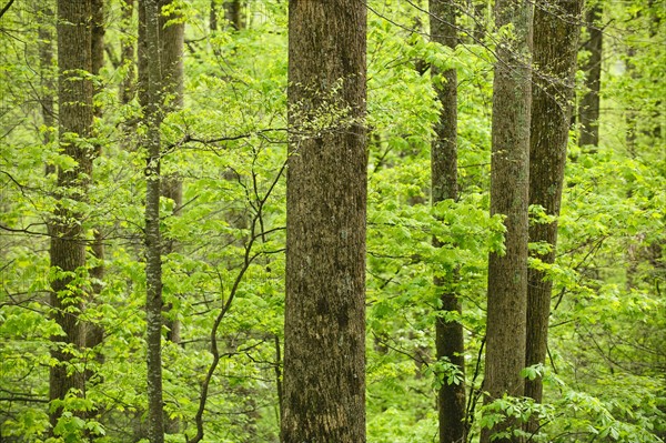 A forest of trees.