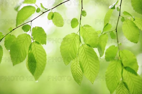 Tree branches outdoors.