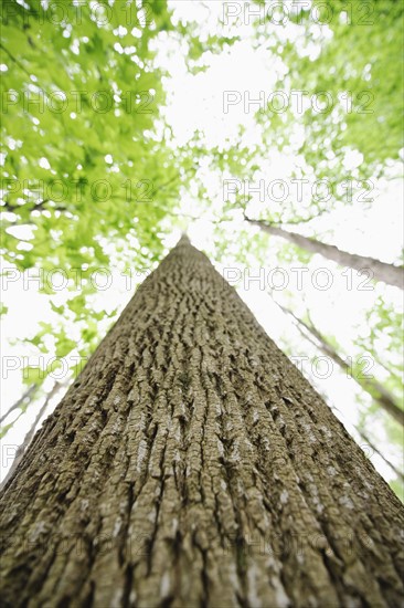 A forest of trees.