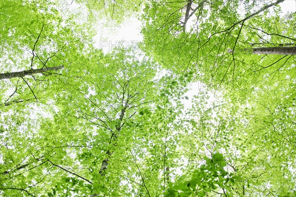 A forest of trees.