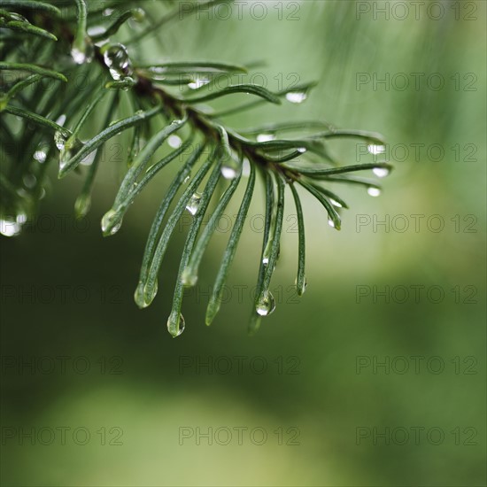 Tree branches outdoors.