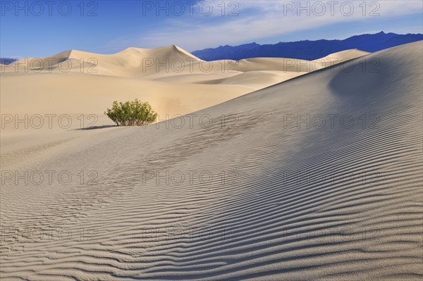 Sand dunes in the desert.