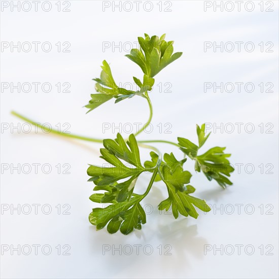 A sprig of parsley.