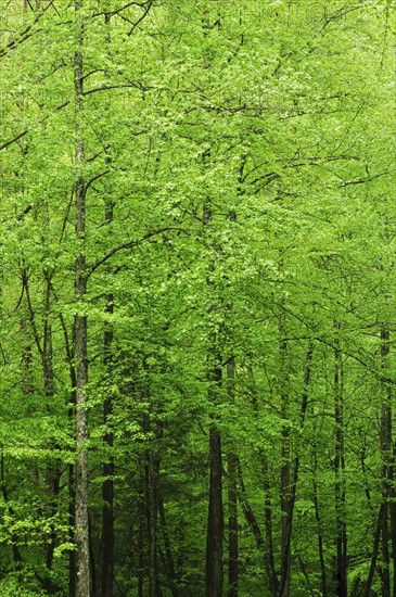 A forest of trees