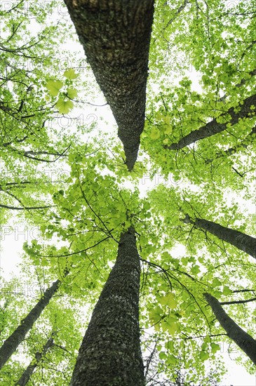 A forest of trees
