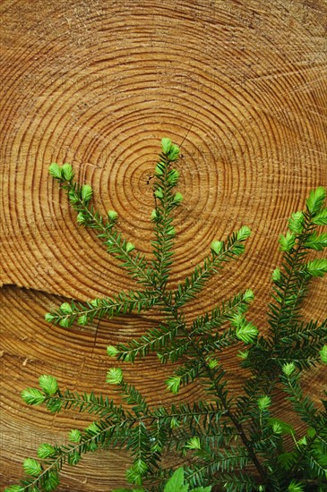 A branch and a log