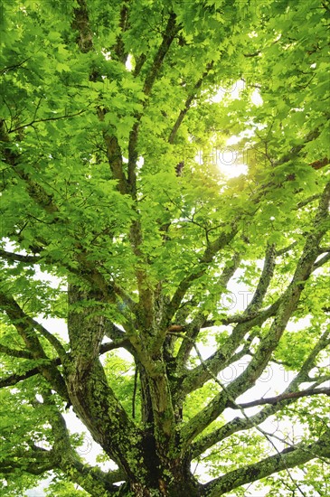 A tree