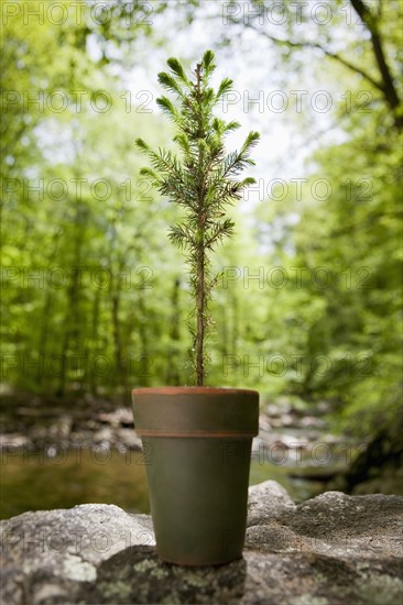 A plant in the woods