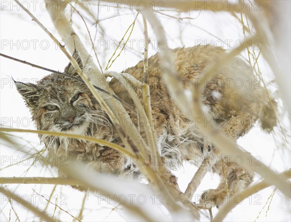 A bobcat in the snow