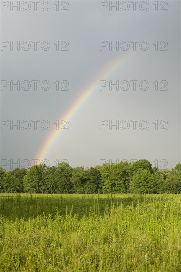 A rainbow in a field