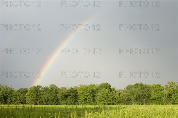 A rainbow in a field
