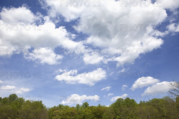 A forest of trees