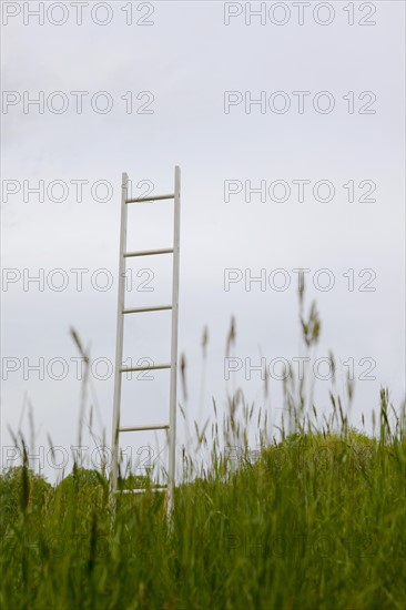 A ladder standing upright in a field