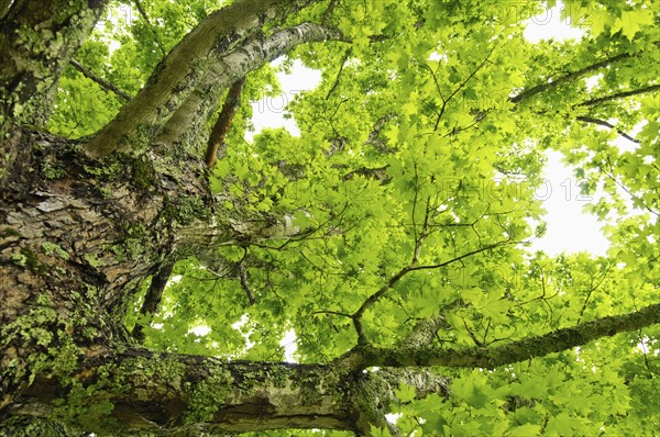 A tree