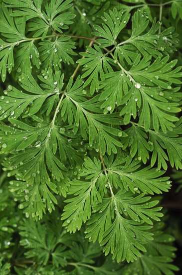 Tree branches outdoors