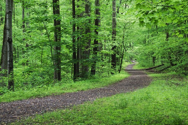 A scenic and empty path