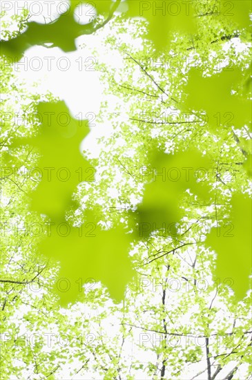 Leaves