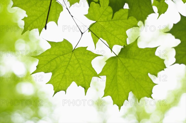 Leaves