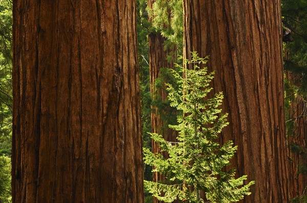 A forest of trees