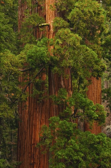 A forest of trees