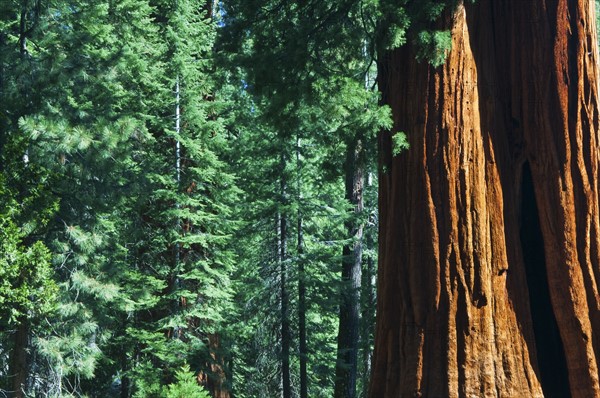 A forest of trees