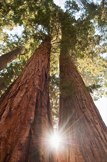 A forest of trees