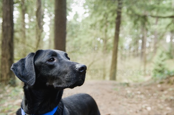 A black dog outdoors
