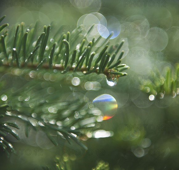 Tree branches outdoors.