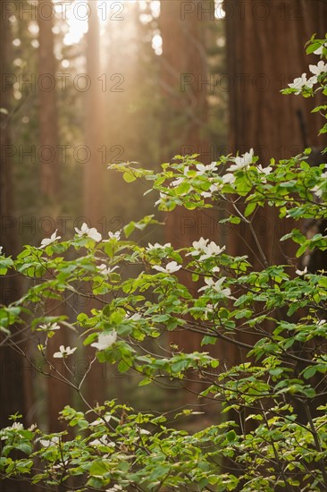 A forest of trees.