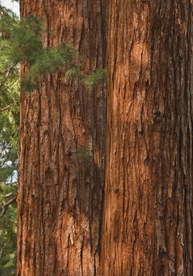 A forest of trees.