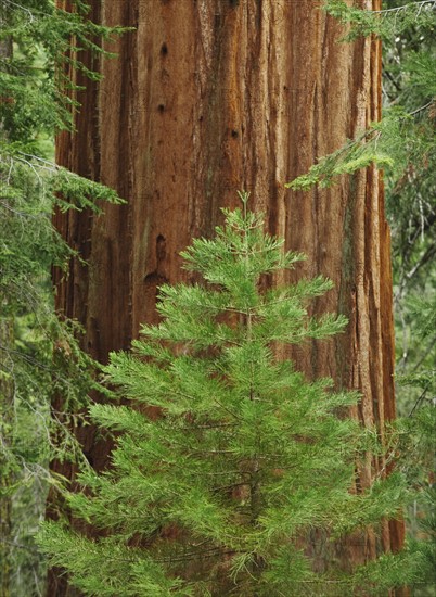 A forest of trees.