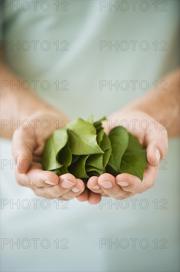 Hand holding leaves