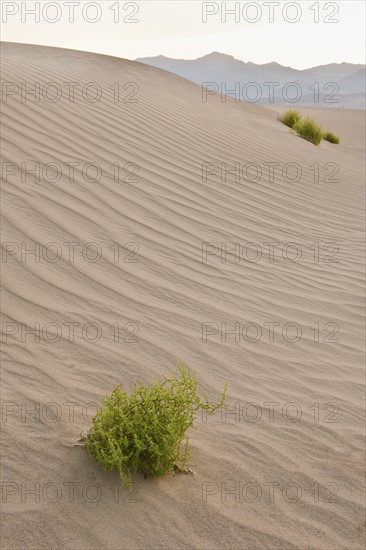 Sand dunes in the desert.