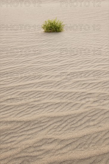 Sand dunes in the desert.