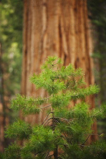 A forest of trees.