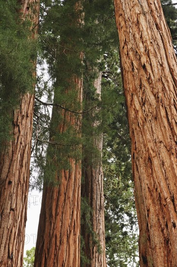 A forest of trees.