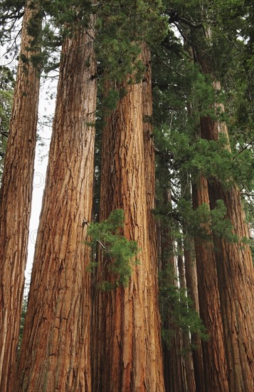 A forest of trees.