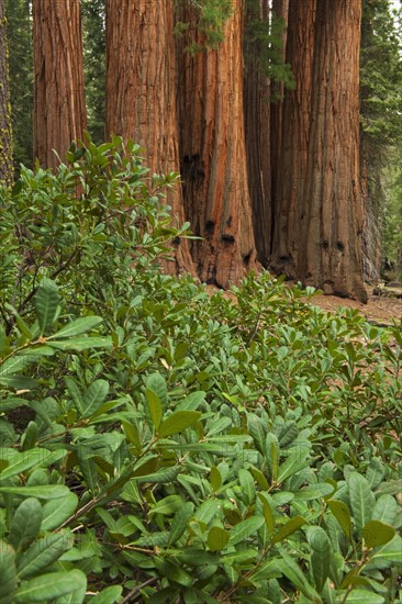 A forest of trees.